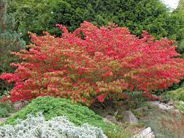 Indian Summer Im Garten Garten Herbstlaub Und Laub