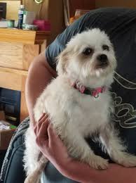 Adoptable terrier mix dog available