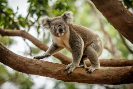 See, the power of your middle finger dropped my phon. Koala Facts And Beyond Biology Dictionary