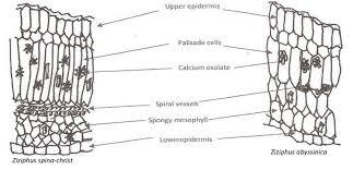 Image result for Ziziphus abyssinica