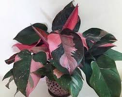 Houseplants Pink Princess Vs Pink Congo Battle Of The Philodendrons Hobbydrama In 2020 Philodendron Plant House Plants Philodendron
