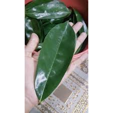 Persoalannya, adakah teh daun durian belanda ini mampu memberikan manfaat kepada kesihatan manusia? 60pcs Daun Durian Belanda Durian Mekah Soursop Leaves Daun Penawar Daun Sirsak Shopee Malaysia
