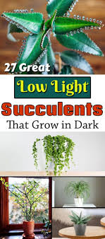 27 Low Light Succulents That Grow In Dark Low Light Succulents Low Light House Plants Houseplants Low Light