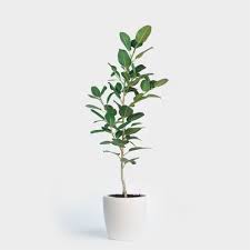 Ficus audrey care blueprint light, humidity & temperature same as its closest cousin, the ficus audrey loves to be placed under bright indirect light. Pin On Mid Century Modern