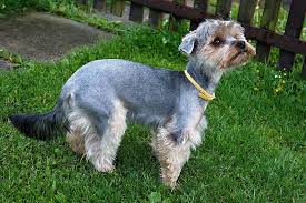 Quality dog fences from standard grade to maximum grade systems. Dog Pets Yorkshire Bitch Path Garden Fence Animal Small Cute Pxfuel