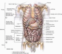 The typical rib consists of a head, neck and body: Pin On Learn Anatomy Human