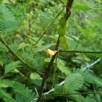 Image result for Aeschynomene pawekiae