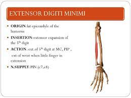 Posterior interosseous nerve (c7 and c8), the continuation of the deep branch of the radial nerve. Shoulder Back Upper Extremities Muscles Ppt Download