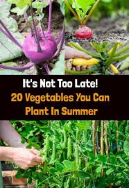 Urban gardening, late summer planting the end of a summer is a bitter sweet time. It S Not Too Late 20 Vegetables You Can Plant In Summer Summer Plants Summer Vegetables Garden Plants