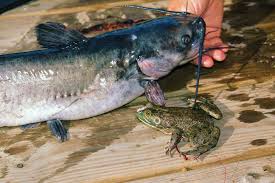 Maybe you would like to learn more about one of these? Catch Bigger Catfish With Power Tactics