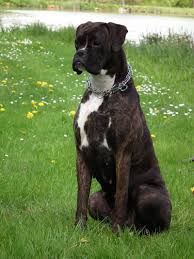 Black And White Boxer Puppy Hypso Boxer Dog Wikipedia White Boxer Dogs Boxer Dogs Black Boxer Dog