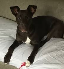 It'll make a marvelous pet and cost next to nothing after it's spayed/ neutered. Chocolate Labrador Retriever Pitbull Mix Dog For Adoption In Antioch Tn Meet Melody