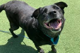 Yes, artificial grass is a pet friendly product. Envirofill The Perfect Pet Friendly Infill For Artificial Turf Installations At Animal Shelters