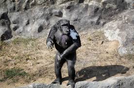 Check spelling or type a new query. North Korea Photos Of Smoking Chimpanzee Ignite Controversy Time