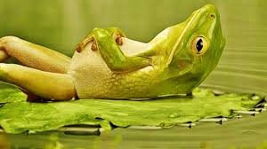 How many cute frog pictures are there on wallpaper? Cute Frog Wallpaper Wallpaper Sun