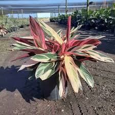 Image result for stromanthe