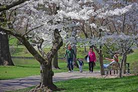 After that, you can reduce the watering schedule to twice a week. It S Peak Cherry Blossom Time In St Louis And Mobot Is Here For It Arts Blog