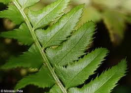 Image result for Lonchitis