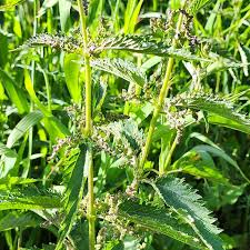 Image result for Urticaceae