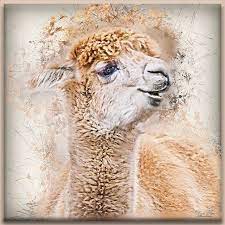 Alpaca From A Photo Taken At The Zoo Textureart Artofvisuals Awesome Photographers Texturedphotography Grunge Ditgalphotog In 2020 Texture Art Photo Art Photo