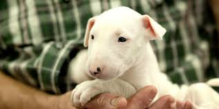 Hello i have bandogs puppies for rehoming they were born on january 11 there is a rehoming fee. Bull Terrier Dog Breed Information Center