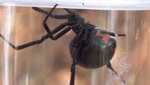 One species of black widow spider, the northern widow (latrodectus variolus), is found in lower michigan, where it tends to live in outdoor areas away from activity, such as in wood piles and hollow logs. 27 Spiders That Are Found In Michigan