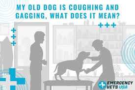 However, sometimes a cough can be a sign of lung cancer in dogs. My Old Dog Is Coughing And Gagging What Does It Mean
