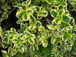 Green and gold or green and white. Nz Small Trees The Trees Flowers Of Whangarei