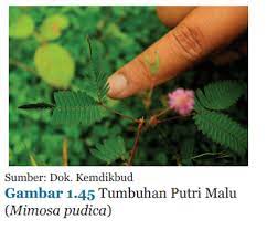 Berdasarkan data pada tabel, hewan manakah yang mempunyai kecepatan gerak paling besar? Sistem Gerak Pada Tumbuhan Gerak Endonom Higroskopis Dan Esionom Hindu Alukta