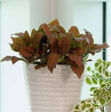 It does best with low, indirect light, which makes it a great indoor plant for the home and office. Fittonia Ruby Red Nerve Plant Red Plants Plants