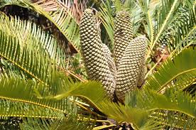 Image result for Encephalartos aplanatus