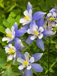 Our segment on dig in colorado about growing for 125 years! How To Grow Columbine Flowers Hgtv
