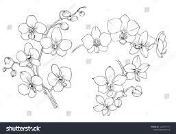 Orchid Black And White Vector Drawing Orchid Drawing Orchid Flower Tattoos Flower Drawing