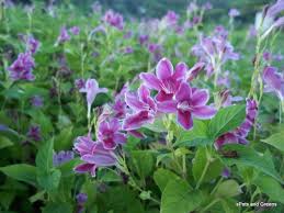 Image result for Asystasia intrusa