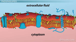 Regulate the exchange of substances. Major Structural Components Of The Cell Membrane Video Lesson Transcript Study Com