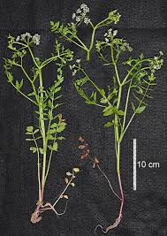 Image result for Berula