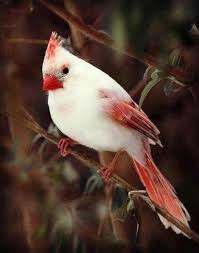 Bm a g f# birds flying high you know how i feel sun in the sky you know how i feel reeds driftin' on by you know how i feel. Flying Bird Drawing Simple Bird Tattoo Birds Flying High You Know How I Feel Remix Bird Seed Crafts Most Beautiful Birds Beautiful Birds Colorful Birds