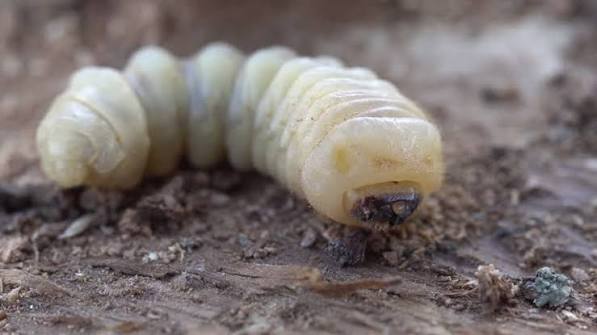 58 Woodworm Stock Videos, Footage, & 4K Video Clips - Getty Images | Woodwork