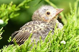 This bird once eyeballed extinction but has since made an almighty comeback. Baby Bird Identification Tips And Tricks