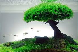 Introduction to Aquascaping Tools (2)