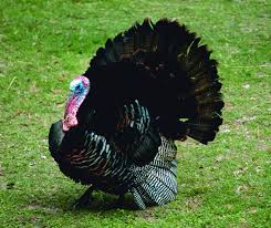 Türkiye), known officially as the republic of turkey ( türkiye cumhuriyeti ), is a eurasian country that stretches across the anatolian peninsula in western asia and thrace in the balkan region of southeastern europe. Turkey Harvest In South Zone Down Almost 20