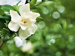 Don't feed gardenias in the fall. Gardenia Not Blooming Getting A Garden To Bloom