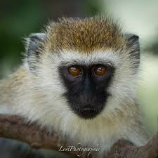 Image result for Tricalysia pallens