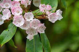 The pest is the genista caterpillar. How To Grow Kalmia Mountain Laurel Garden Chronicle
