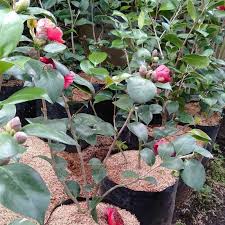 Bunga ini berasal dari madagaskar kemudian penyebarannya sampai ke daerah tropis, bentuk dari khas dari bunga ini yaitu daunnya yang berbentuk telur. Bunga Camelia Merah Terbaru Agustus 2021 Harga Murah Kualitas Terjamin Blibli
