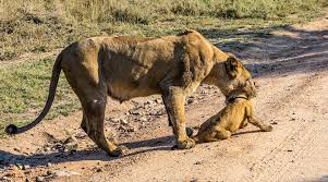 Lion Cub Bitten by Snake Struggles to Keep Up with Mother