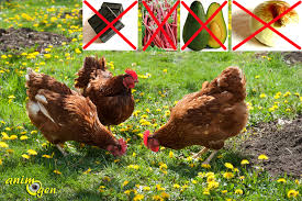 Les Aliments A Eviter Pour Les Poules Animogen