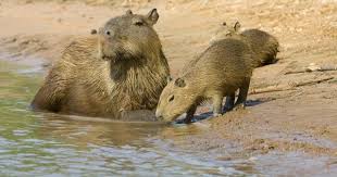 Many of these threatened animals live in the amazon rainforest including the giant otter, south american tapir, and red faced uakari monkey. What Animals Live In The Amazon Rainforest Amazon Animals Rainforest Animals Bizarre Animals