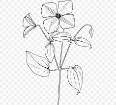 Arabian Jasmine Drawing Flower Sketch Png 500x742px Arabian Jasmine Area Art Artwork Black Download Free Drawing myosotis scorpioides sketch, jasmine flower png. arabian jasmine drawing flower sketch
