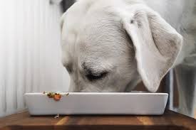 Meat is a great source of protein for your cat. Holiday Foods That Are Toxic To Cats And Dogs Reader S Digest